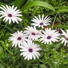 Pots, Plants & Cultivation Shein 210pcs Ice-White Petal Seeds