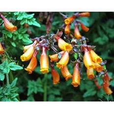 Pots, Plants & Cultivation Shein Gbird Attracting Perennial Eccremocarpus Scaber Mix