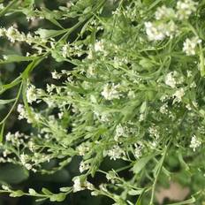 Shein 100 Tall Cress Flower Seeds