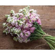 Pots, Plants & Cultivation Shein 30 Seeds Stock Katz Cherry Blossom