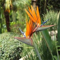 Pots, Plants & Cultivation Shein Premium Orange Paradise Bird Orchid