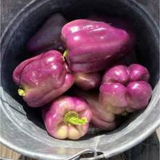 Pots, Plants & Cultivation Shein 30 Seeds Sweet Sunrise Organic Purple Bell Pepper