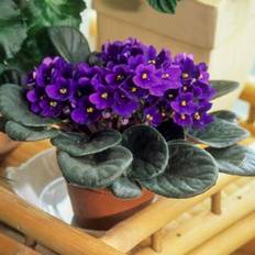 Pots, Plants & Cultivation Shein Popular Seeds 100pcs African Purple Flower Seeds