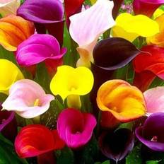 Pots, Plants & Cultivation Shein Zantedeschia CalLa Mix Colors 100 Seeds