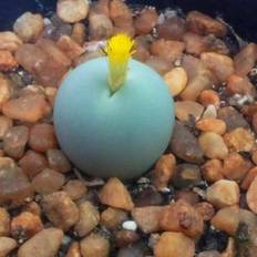 Pots, Plants & Cultivation Shein 100 Conophytum Calculus Seeds