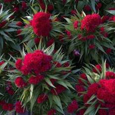 Pots, Plants & Cultivation Shein 274pcs Toreador Cockscomb Red Cut Flower