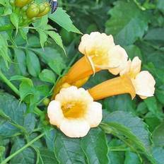 Pots, Plants & Cultivation Shein Yellow Trumpet Vine Hummingbird Seeds
