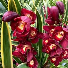 Pots, Plants & Cultivation Shein 1000pcs Iris Seeds For Home Gardening