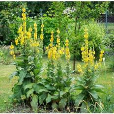 Pots, Plants & Cultivation Shein Mullein 3000 Seeds Heirloom