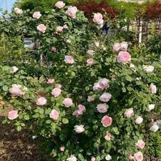 Pots, Plants & Cultivation Shein 200pcs Pink Climbing Rose Vine Seed