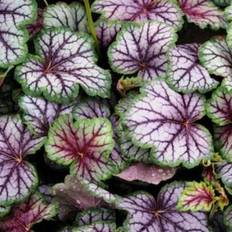 Pots, Plants & Cultivation Shein 100 Mixed Colors Coral Bells Heuchera Shade Flower Seeds