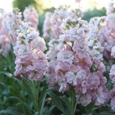 Pots, Plants & Cultivation Shein 50 Cherry Blossom Stock Flower Seeds