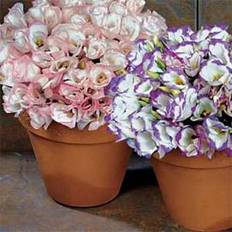 Pots, Plants & Cultivation Shein High Germination Rate 300pcs Sapphire Platycodon Grandiflorus Mixed Seeds