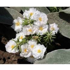 Pots, Plants & Cultivation Shein Recommend 100 White Portulaca Grandiflora Moss Rose Succulent Flower Seeds