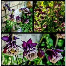 Pots, Plants & Cultivation Shein 200 Seeds Perennial Columbine Seedsdark Purple White