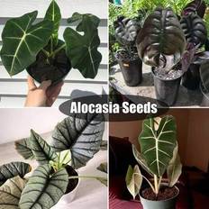 Pots, Plants & Cultivation Shein Flower 50Pcs Alocasia Seeds