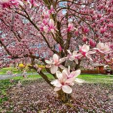 Pots, Plants & Cultivation Shein 1000pcs Cherry Blossom Tree Seeds