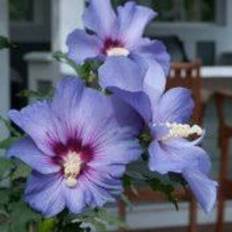 Pots, Plants & Cultivation Shein Rare Flower Heirloom Hibiscus Garden Seeds 100pcs