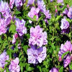 Pots, Plants & Cultivation Shein 10 Purple Double Rose Sharon Shrub Seeds
