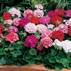 Pots, Plants & Cultivation Shein Mixed Geranium Seeds For Planting