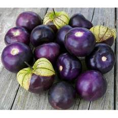 Flower Seeds Shein 196pcs Purple Lantern Fruit Seeds