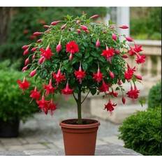Flower Seeds Shein Top-Quality Lantern Flower Seeds 100pcs