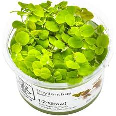 Phyllantus Flutians 1-2 Grow