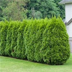 Thuja Occidentalis