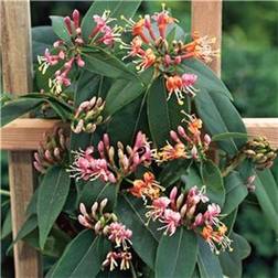 Lonicera Henryi Træ & Busk