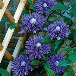 Violettblå Patens Klematis