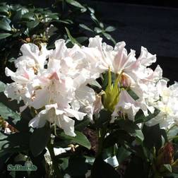 Rhododendron 'Cunninghams White'