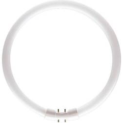 Philips Bombilla fluor. circular 2GX13 60W 840 Master TL5