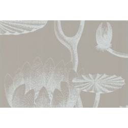 Cole & Son Lily Wallpaper New Contemporary Ii Collection 69/3110 Roll