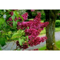 Syringa Vulgaris Charles Joly Sommerblomst