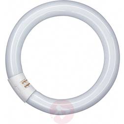 Osram G10q 22W 865 Lumilux T9C TL-ring