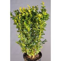 Boxwood Buxus Sempervirens