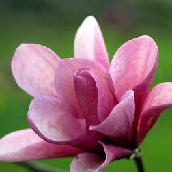 Magnolia 'Galaxy' Sommerblomst