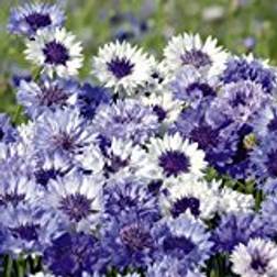 Suttons Cornflower Seeds - Classic Fantastic 200 Seeds Pack