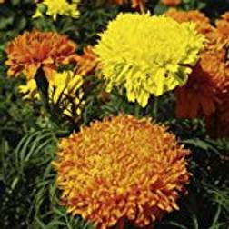 Suttons Marigold African Seeds - Fantastic Mix 100 Seeds Pack