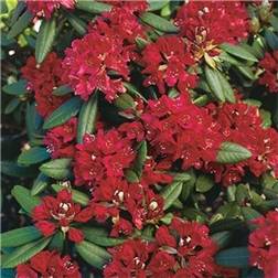 Rhododendron Nova Zembla