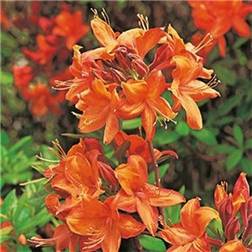 Azalea Knaphill Golden Eagle Rhododendron & Azalea