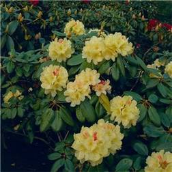 Rhododendron Flava