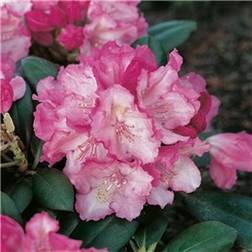 Rhododendron Polaris Rhododendron & Azalea