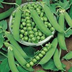 Suttons Pea Seeds - Ambassador 250 Seeds Pack