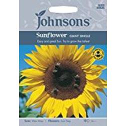 Johnson's Sunflower Giant Single Mixed 75 pack