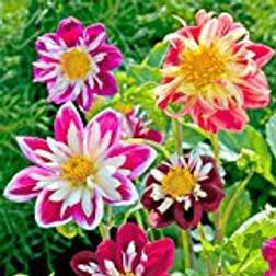 Suttons Dahlia Seeds - Yankee Doodle Dandy 50 Seeds Pack