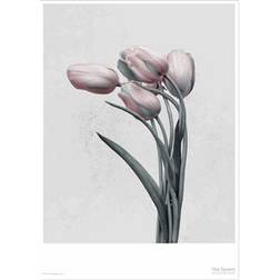 Vissevasse Botanica Tulipa Gesneriana Plakat 50x70cm