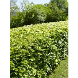 Fagus Sylvatica Hækplante