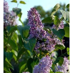 Wild Acid Syringa Vulgaris 10 pack