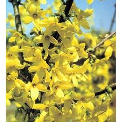 Forsythia Intermedia Lynwood 3 pack